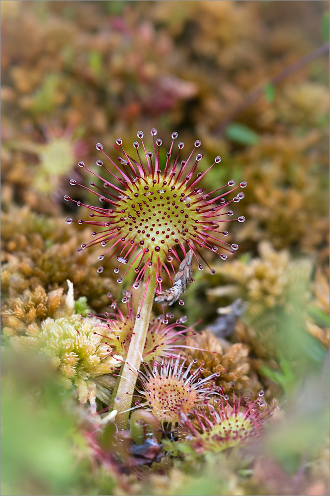 Изображение особи Drosera rotundifolia.