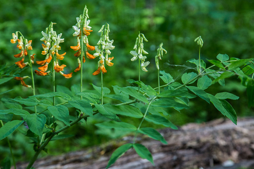 Изображение особи Lathyrus gmelinii.