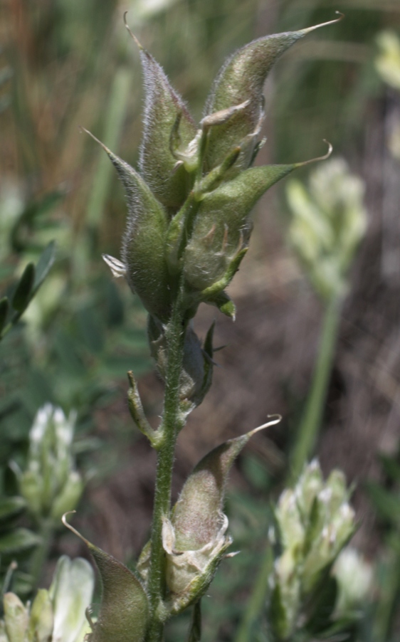 Изображение особи Oxytropis approximata.