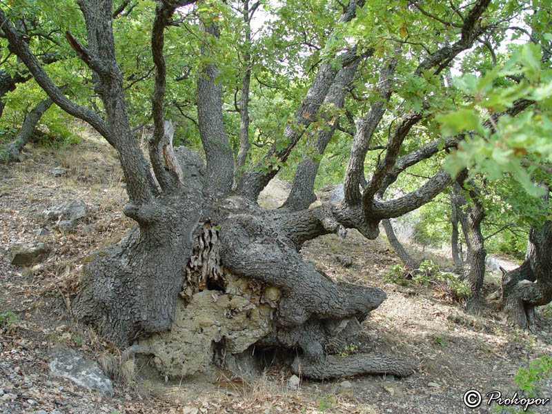 Image of Quercus pubescens specimen.