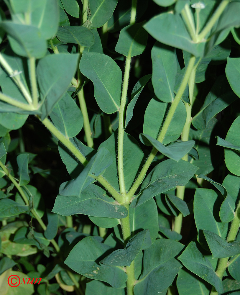 Image of Euphorbia marginata specimen.