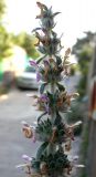 Stachys germanica