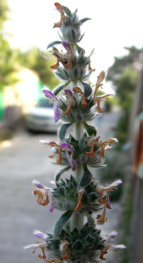 Изображение особи Stachys germanica.