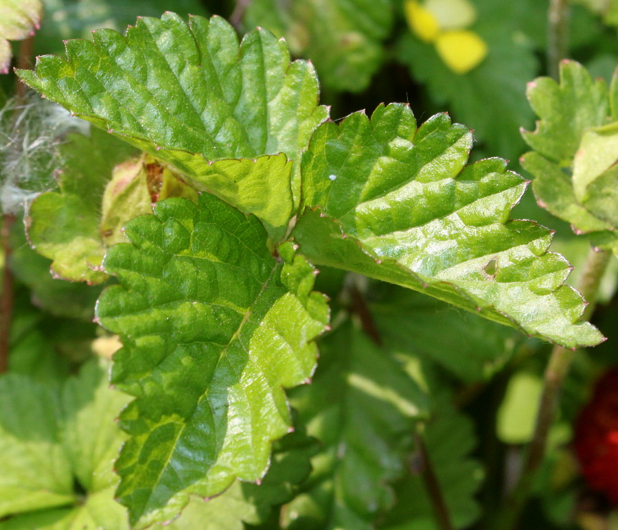 Изображение особи Duchesnea indica.