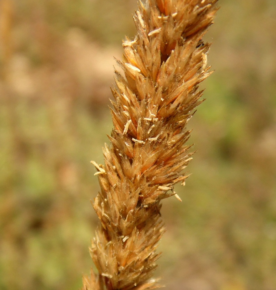 Image of genus Koeleria specimen.