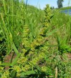 Rumex maritimus