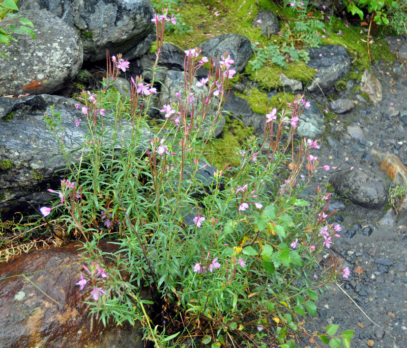 Изображение особи Chamaenerion colchicum.