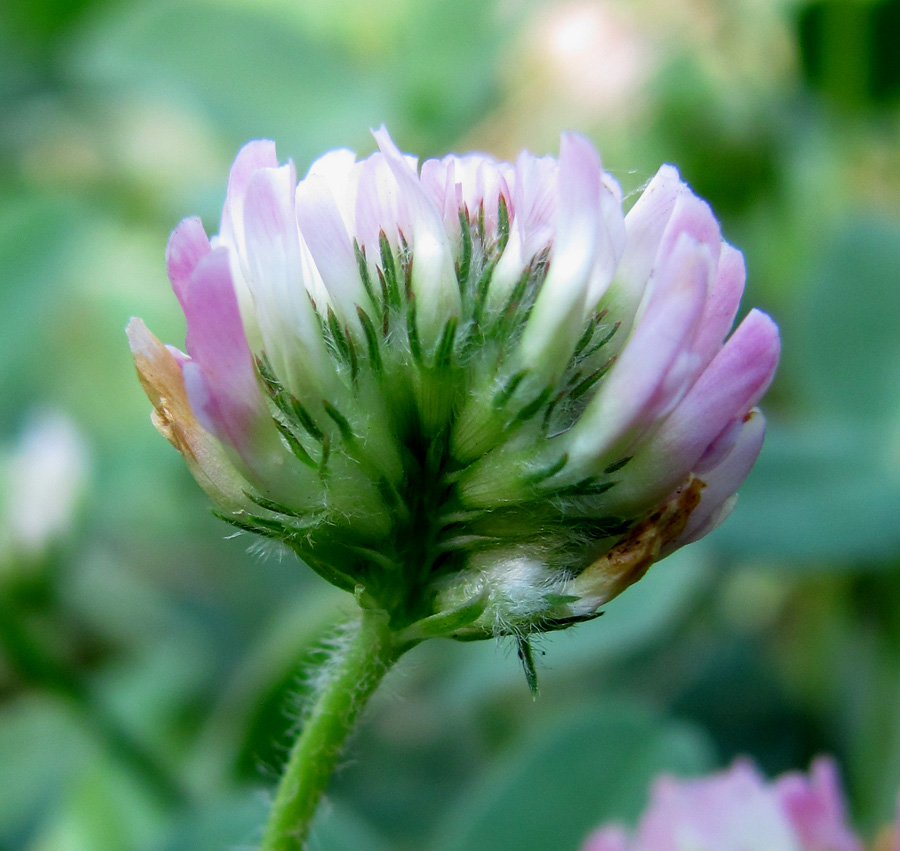 Image of Trifolium bonannii specimen.