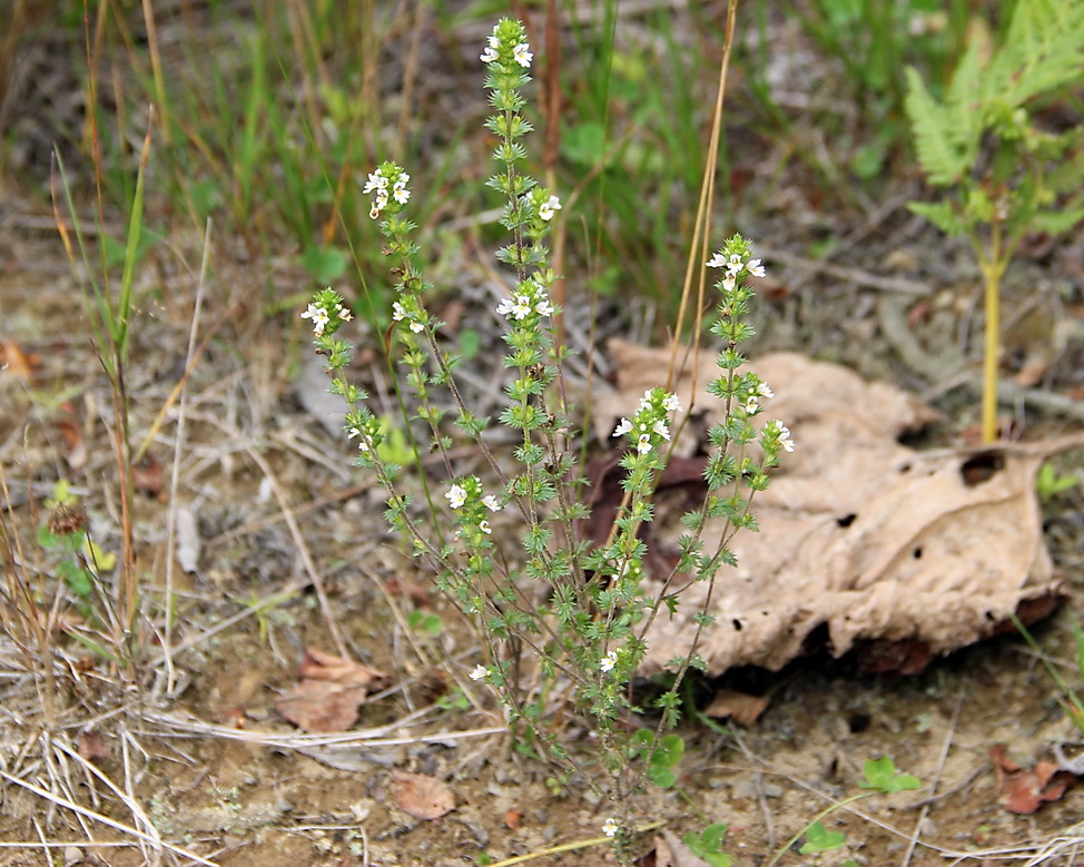 Image of Euphrasia maximowiczii specimen.