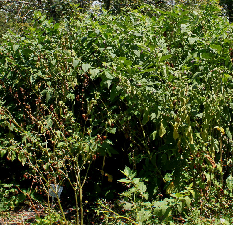 Image of Atropa bella-donna specimen.