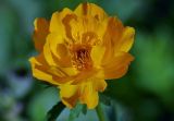 Trollius altaicus