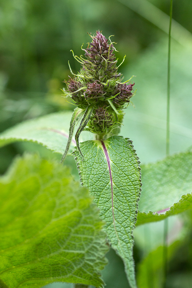 Изображение особи семейство Lamiaceae.
