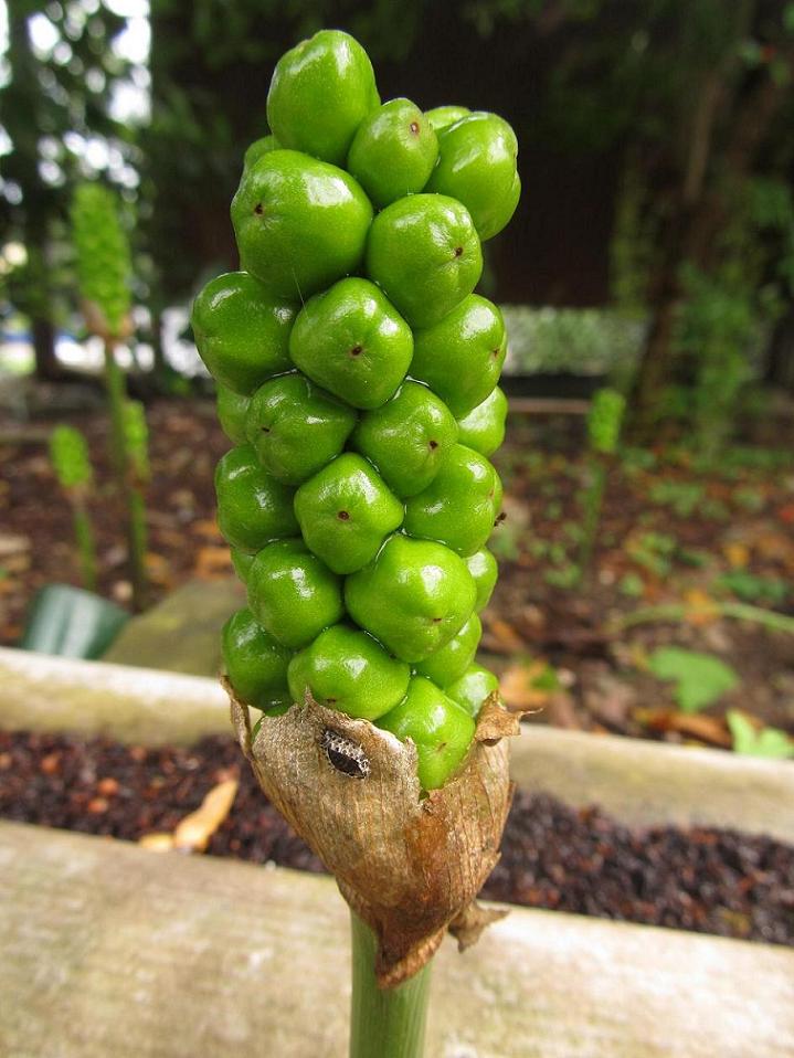 Image of genus Arum specimen.