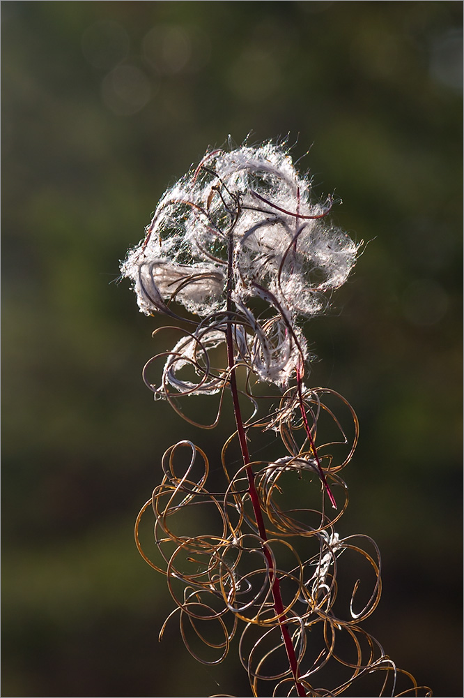 Image of Chamaenerion angustifolium specimen.