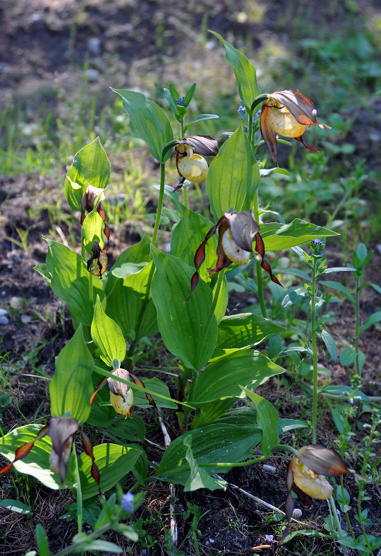 Изображение особи Cypripedium calceolus.