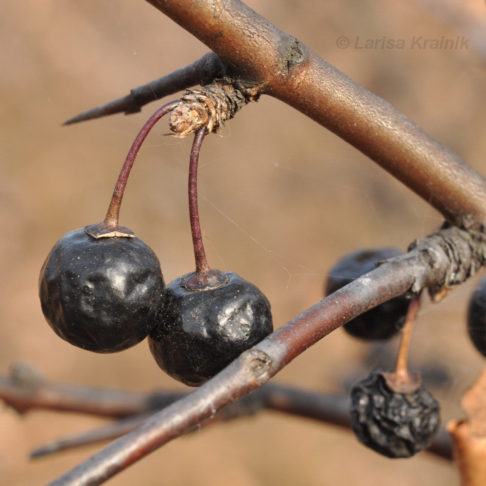 Изображение особи Rhamnus diamantiaca.