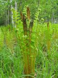 Osmundastrum asiaticum
