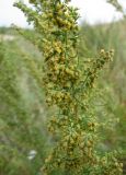 Artemisia abrotanum