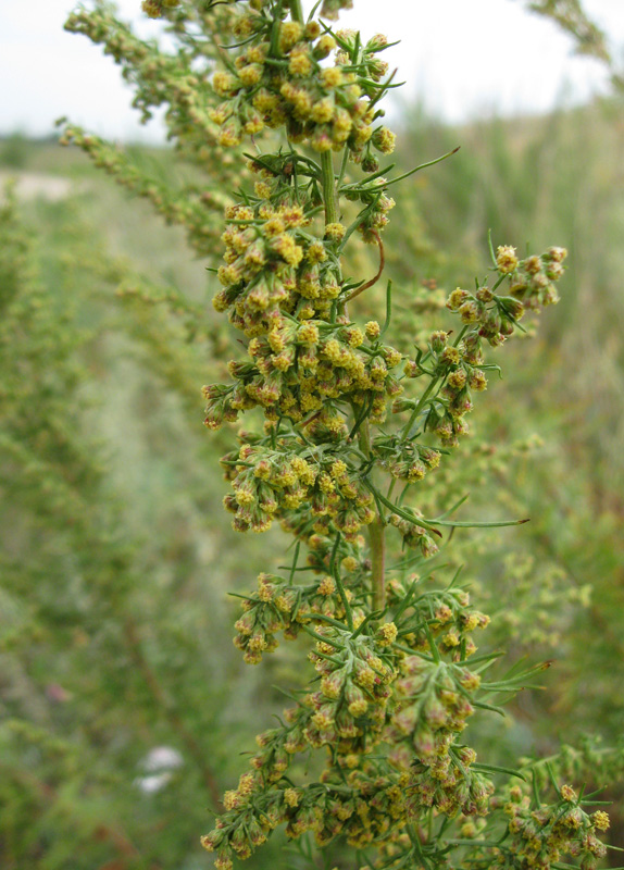 Изображение особи Artemisia abrotanum.