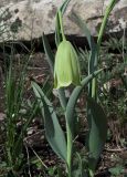 Fritillaria caucasica