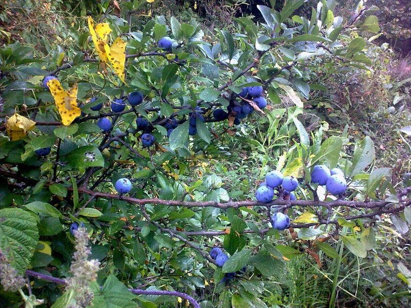 Image of Prunus spinosa specimen.