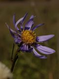 Aster amellus