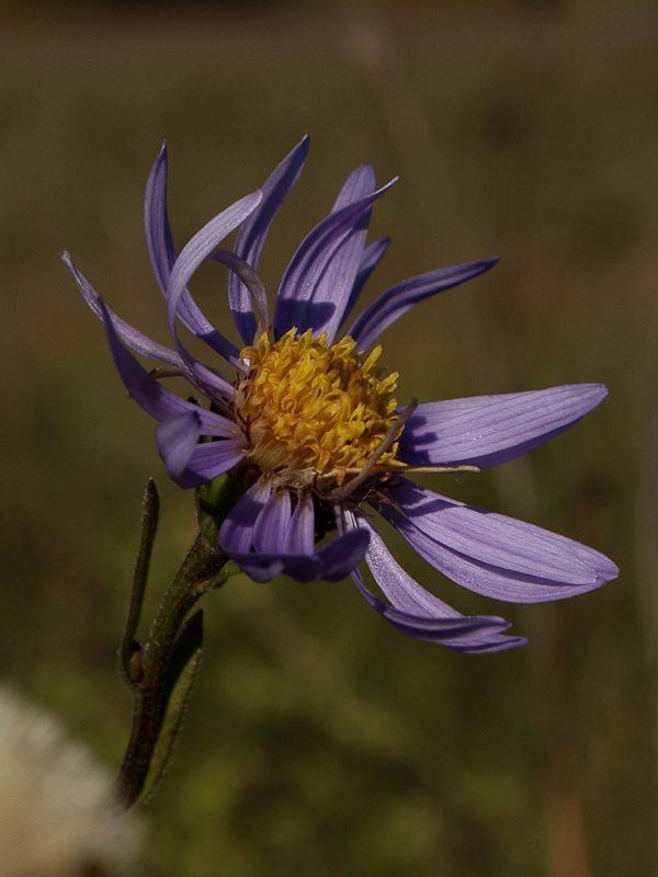 Image of Aster amellus specimen.