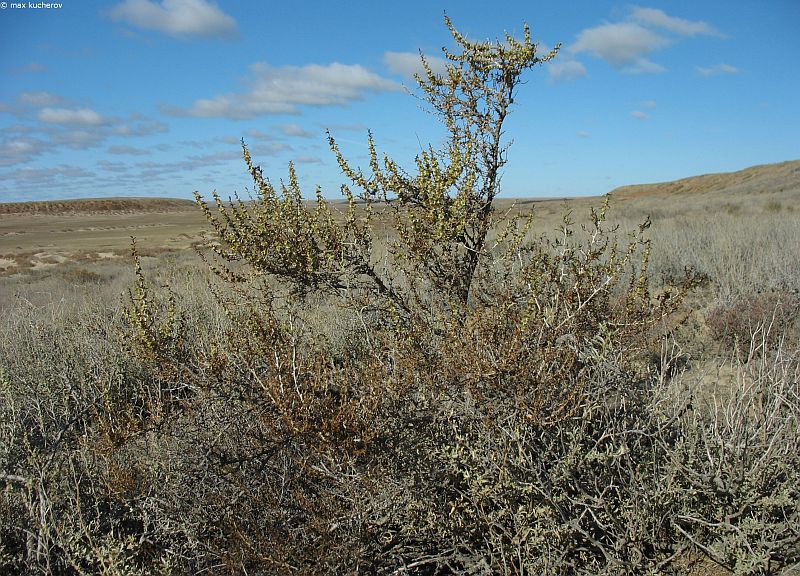 Image of Salsola arbuscula specimen.