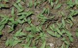 Crypsis schoenoides