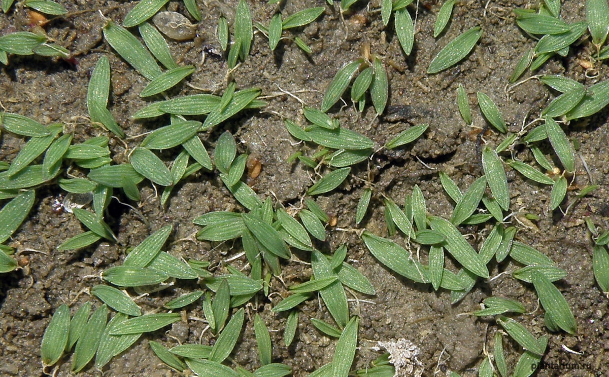 Изображение особи Crypsis schoenoides.