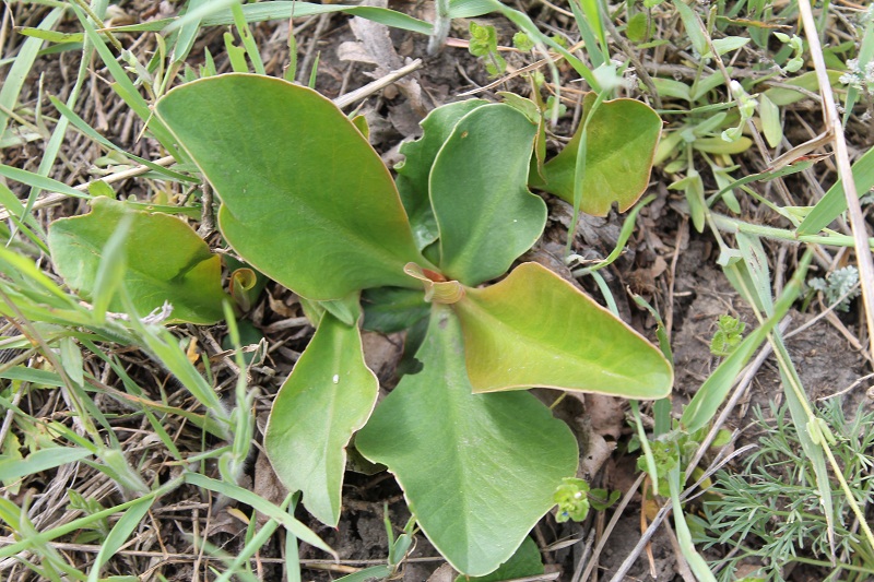 Изображение особи Goniolimon tataricum.