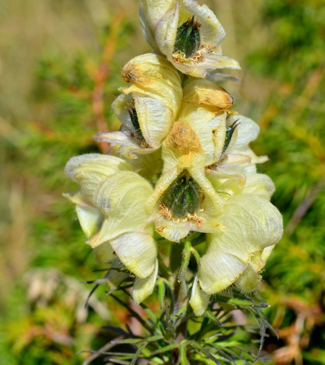 Image of Aconitum confertiflorum specimen.