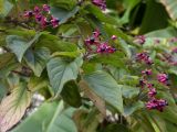 Clerodendrum trichotomum