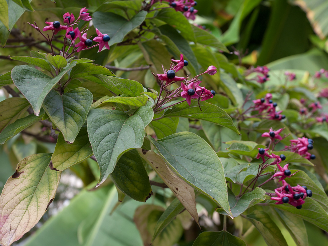 Image of Clerodendrum trichotomum specimen.