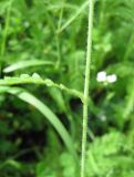 Arabidopsis arenosa