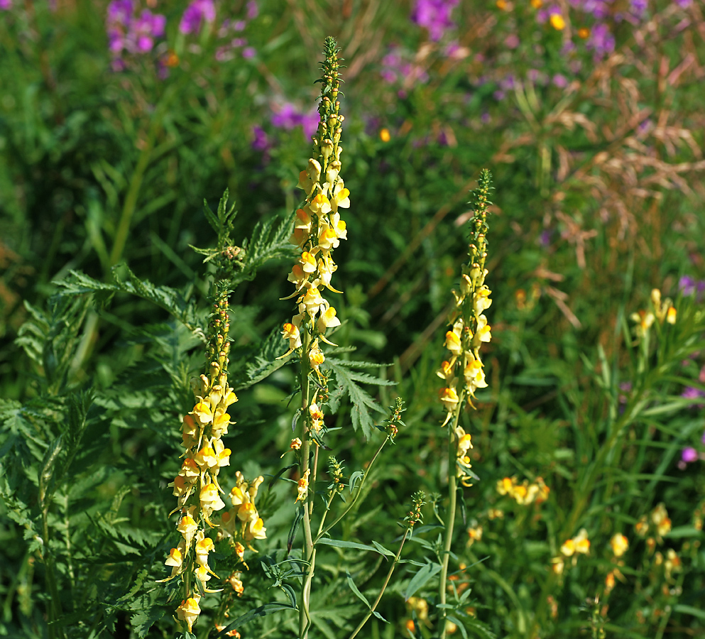 Изображение особи Linaria vulgaris.