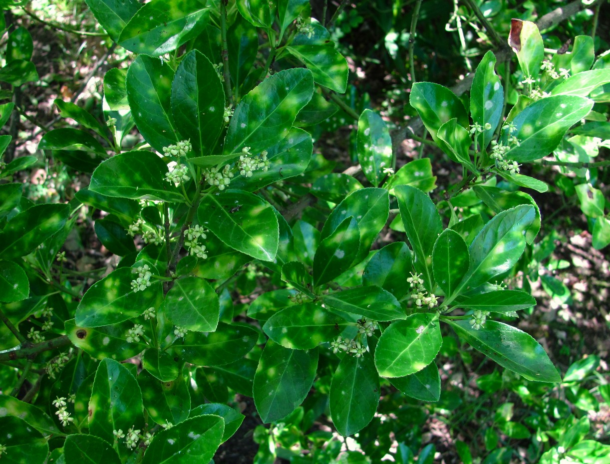 Image of Euonymus japonicus specimen.