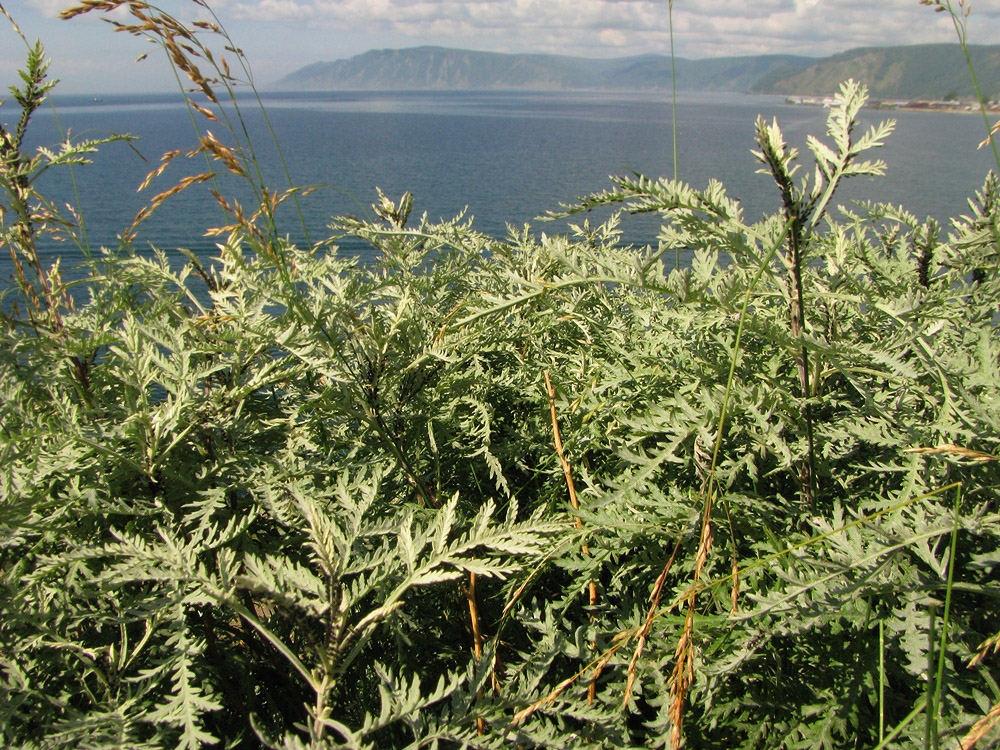 Image of Artemisia messerschmidtiana specimen.