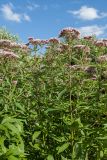 Eupatorium cannabinum. Верхушки цветущих растений. Псковская обл., Пушкиногорский р-н, дер. Бугрово, граница луга и тростниковых зарослей у пруда на р. Луговка. 03.08.2015.