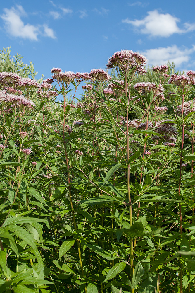 Изображение особи Eupatorium cannabinum.