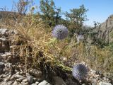 Echinops tschimganicus