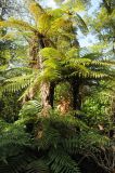 Dicksonia squarrosa. Куртина в экспозиции сада. США, Калифорния, Сан-Франциско, ботанический сад. 28.02.2014.