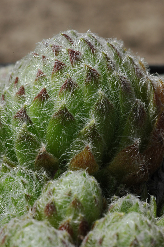 Изображение особи Sempervivum ciliosum.