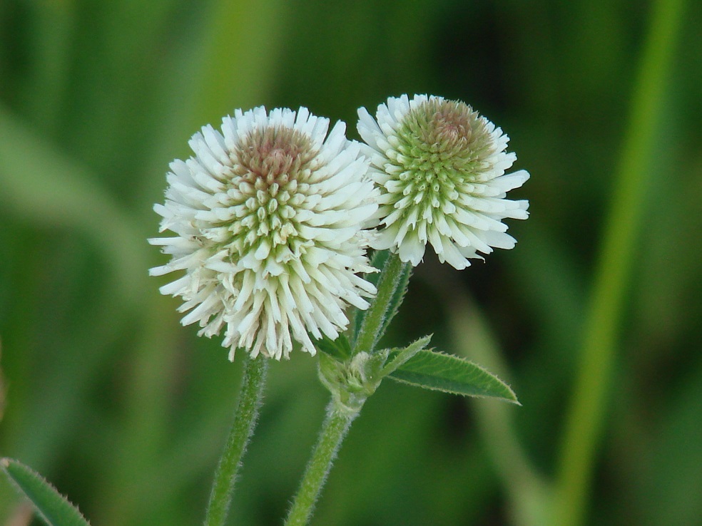 Image of Trifolium montanum specimen.