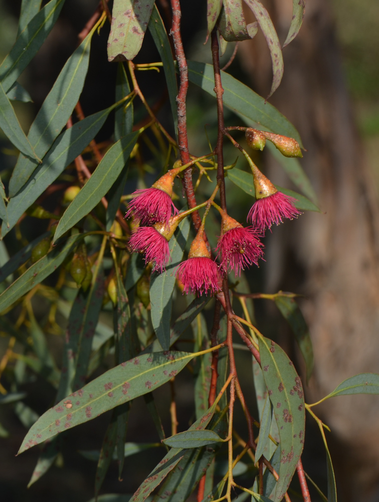 Изображение особи Eucalyptus leucoxylon.