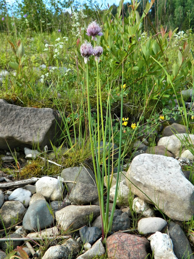 Image of Allium schoenoprasum specimen.