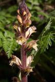 Orobanche pallidiflora. Верхушка соцветия запоздало цветущего растения. Ленинградская обл., Ломоносовский р-н, у дер. Мал. Забородье, сыроватый крупнотравный луг. 20.09.2015.