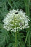 Allium stipitatum