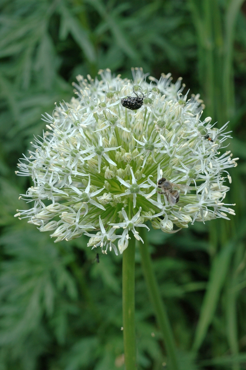 Image of Allium stipitatum specimen.