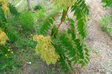 Ailanthus altissima. Ветви плодоносящего дерева. Франция, Приморские Альпы, пригород Граса, рудеральное местообитание. 22.07.2014.